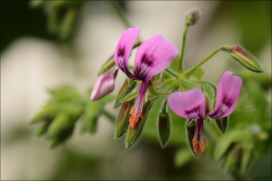 Pelargonium Papilionaceum