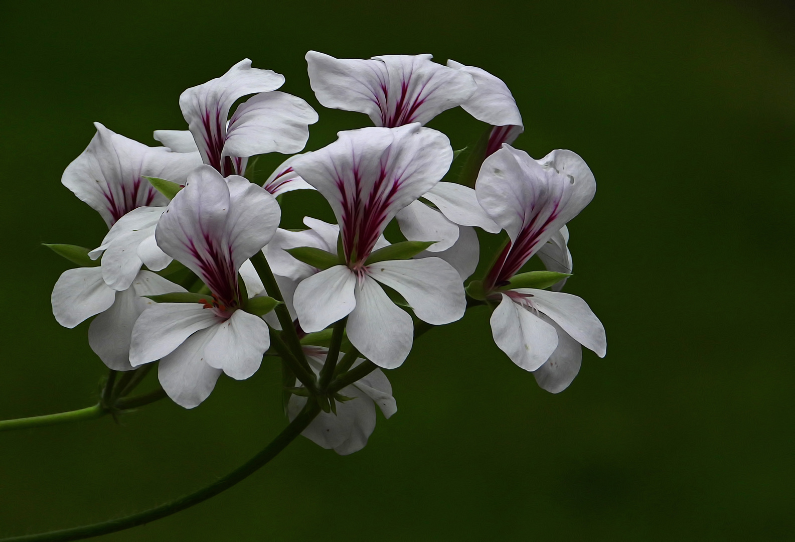 Pelargonium peltatum