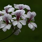 Pelargonium peltatum