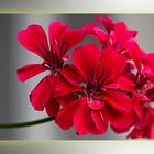 Pelargonium peltatum