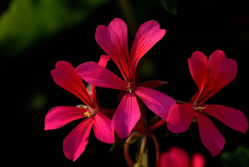 Pelargonium peltatum