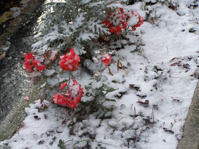 Pelargonium under the first snow on 23 November