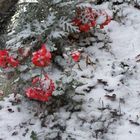 Pelargonium under the first snow on 23 November