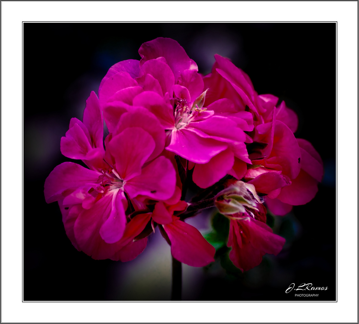 PELARGONIUM ZONALE 