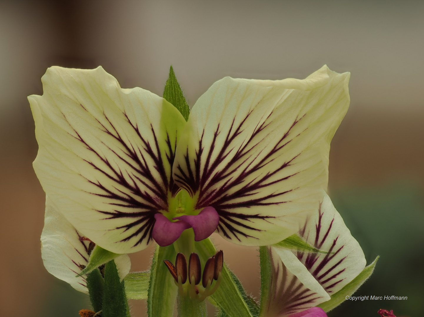 Pelargonium_praemorsum_ssp._speciosum