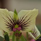 Pelargonium_praemorsum_ssp._speciosum