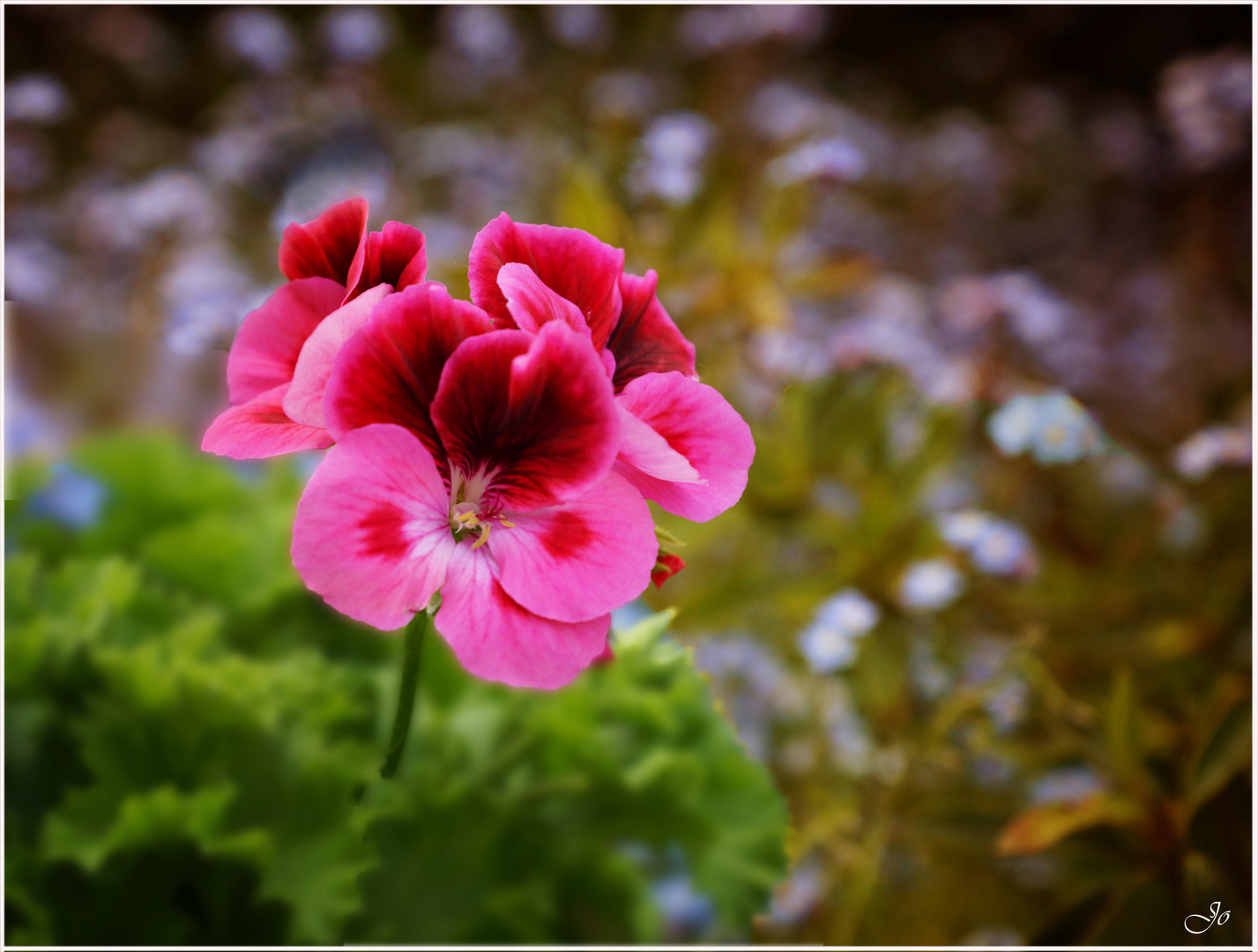 Pelargoniun  