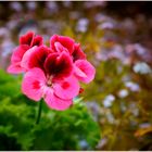 Pelargoniun  