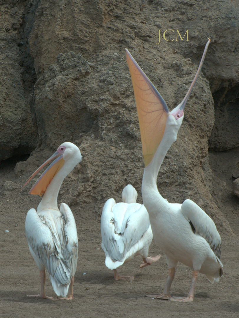 PELÍCANOS; BIOPARC