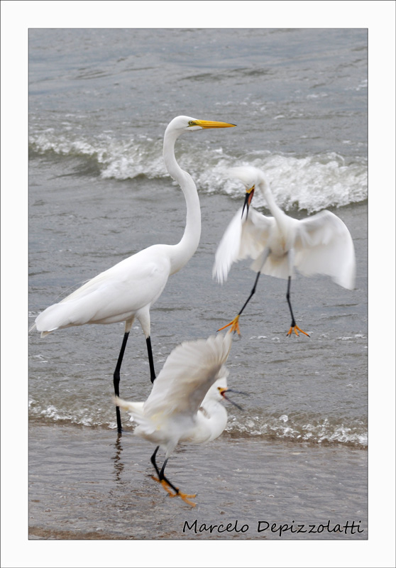 Pelea de Garzas