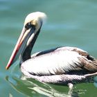 Pelecanus