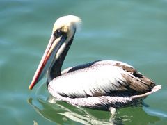 Pelecanus