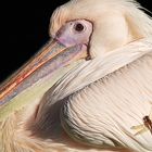 Pelecanus