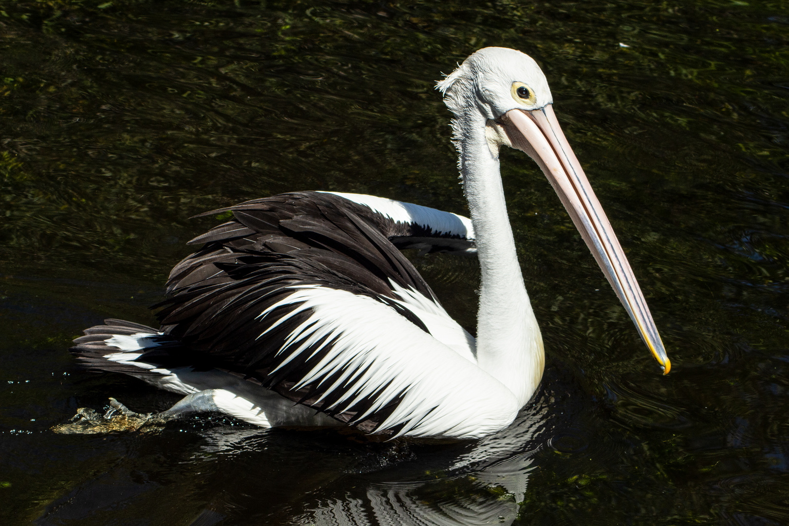 Pelecanus conspicillatus