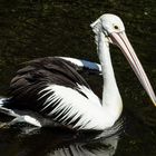 Pelecanus conspicillatus