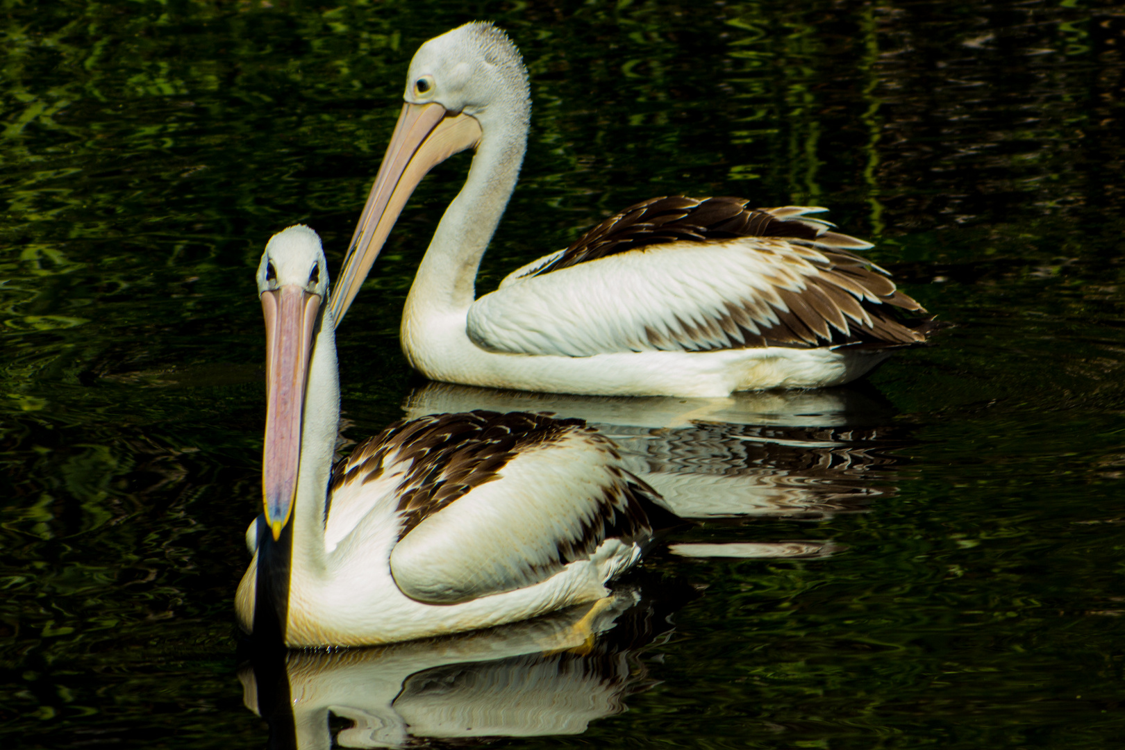 Pelecanus conspicillatus