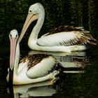 Pelecanus conspicillatus