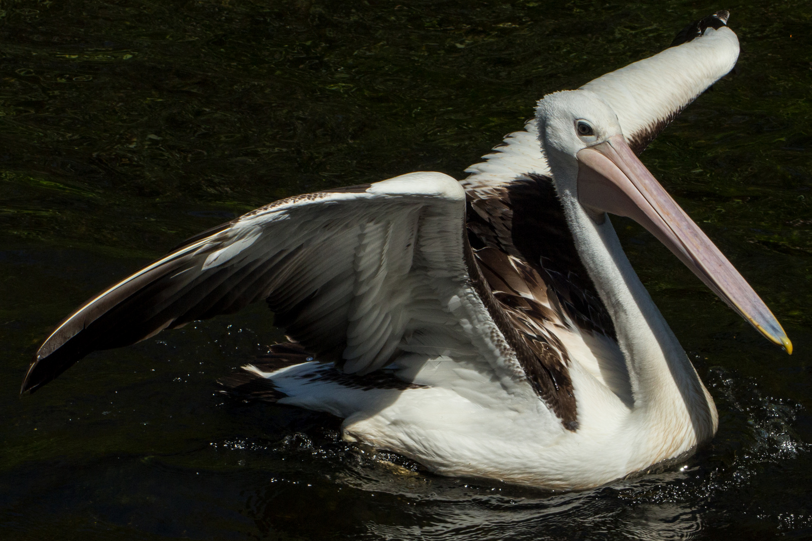 Pelecanus conspicillatus