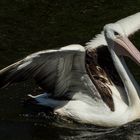 Pelecanus conspicillatus