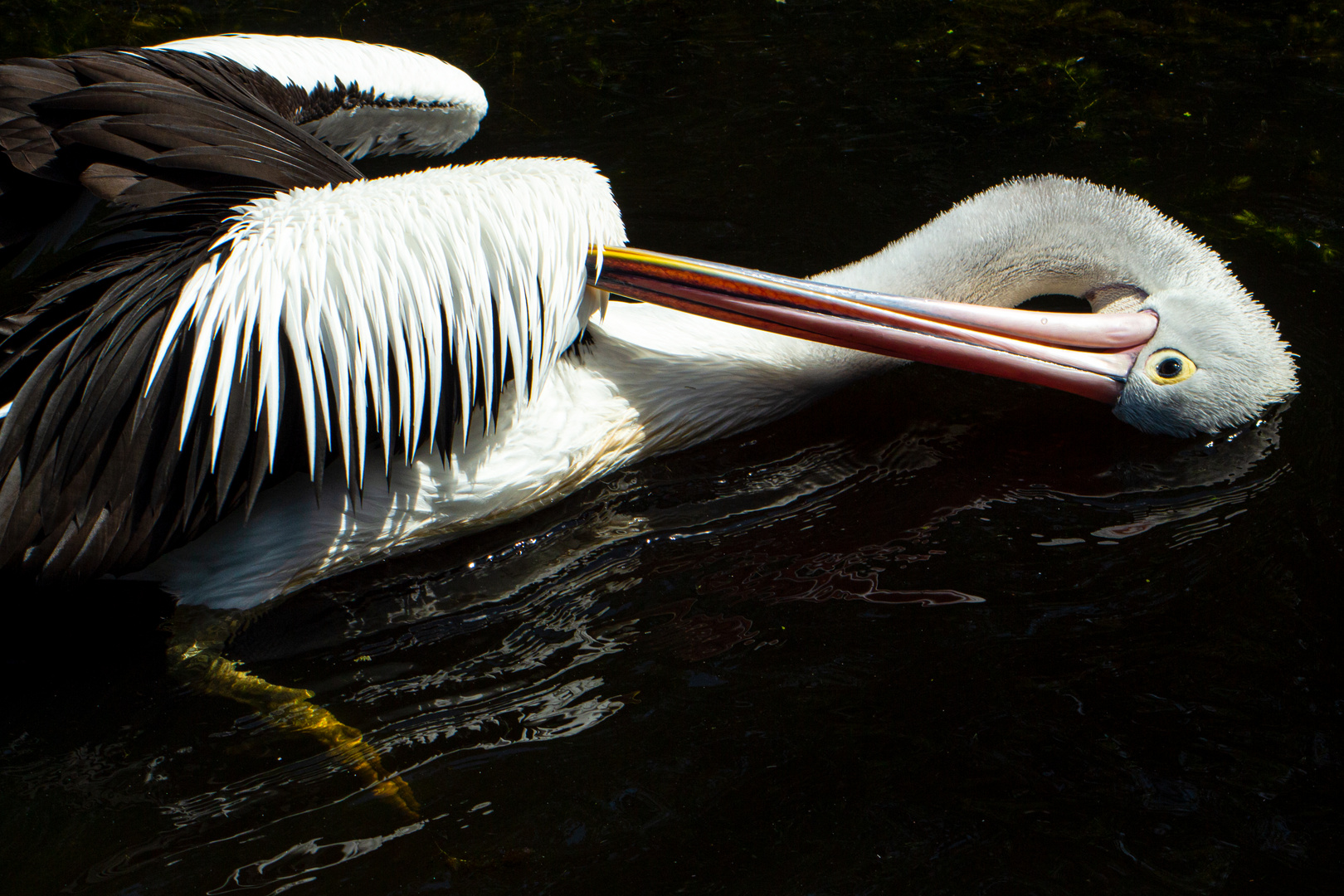 Pelecanus conspicillatus