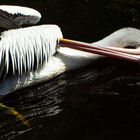 Pelecanus conspicillatus