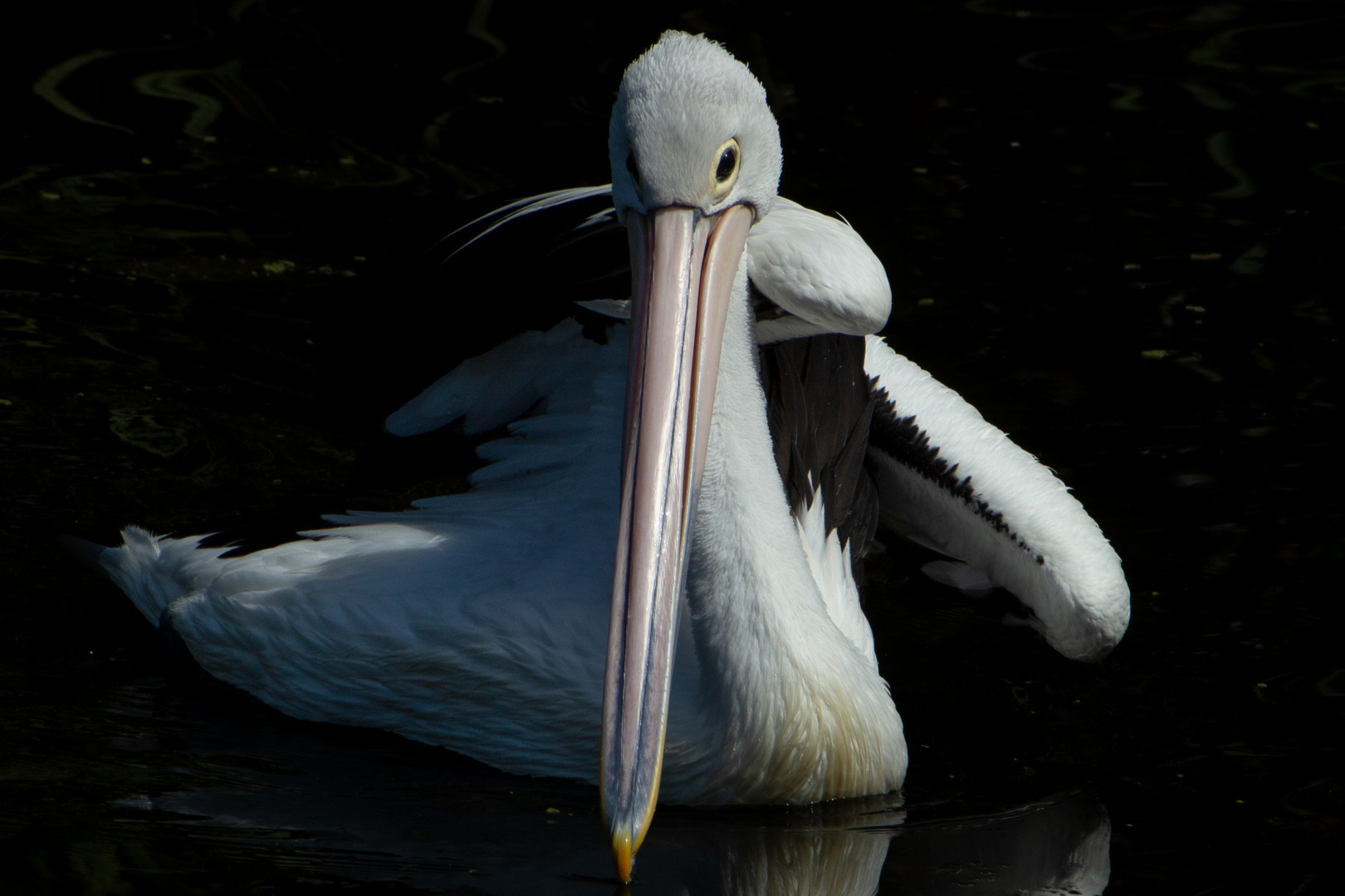 Pelecanus conspicillatus