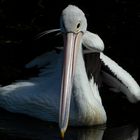 Pelecanus conspicillatus