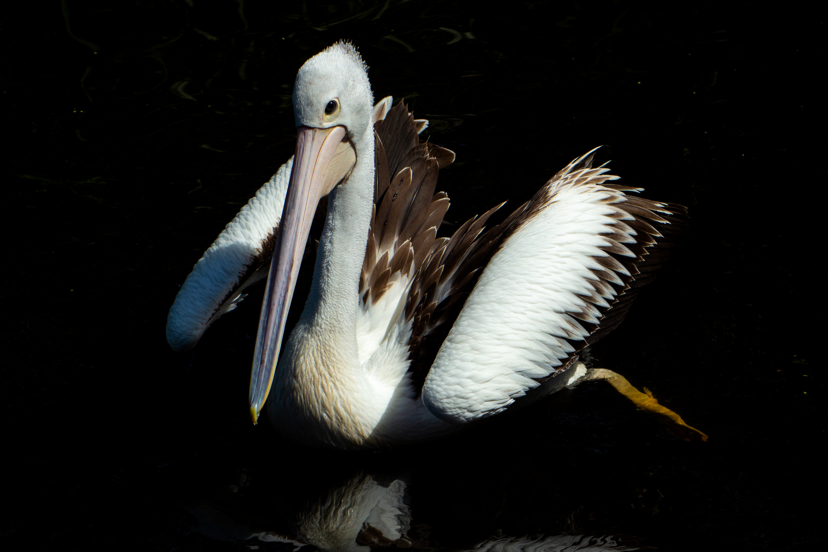 Pelecanus conspicillatus