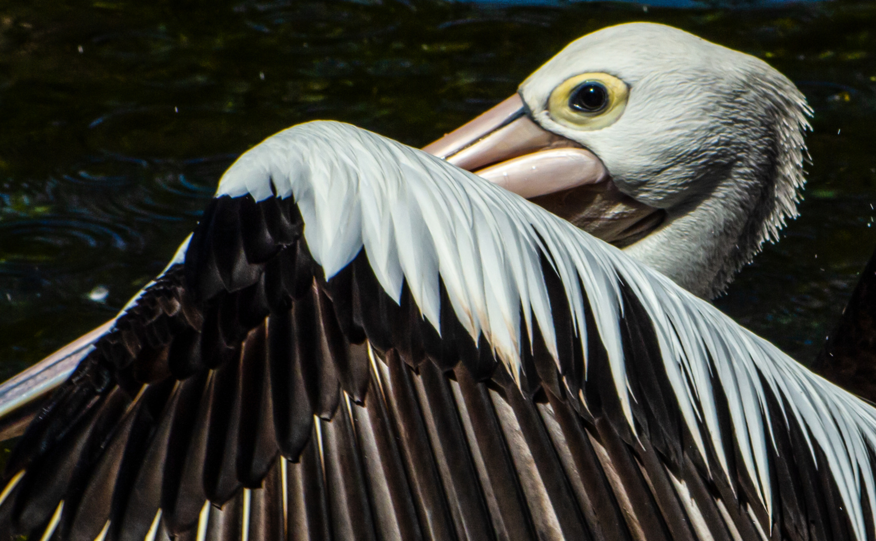 Pelecanus conspicillatus Foto & Bild fotos, australia, world Bilder
