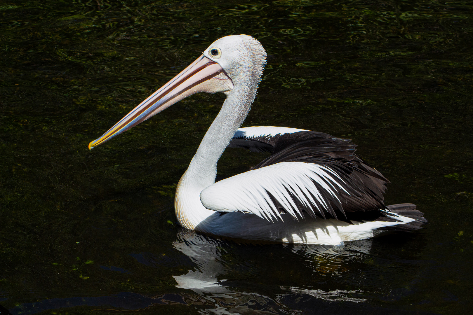 Pelecanus conspicillatus