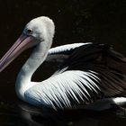 Pelecanus conspicillatus