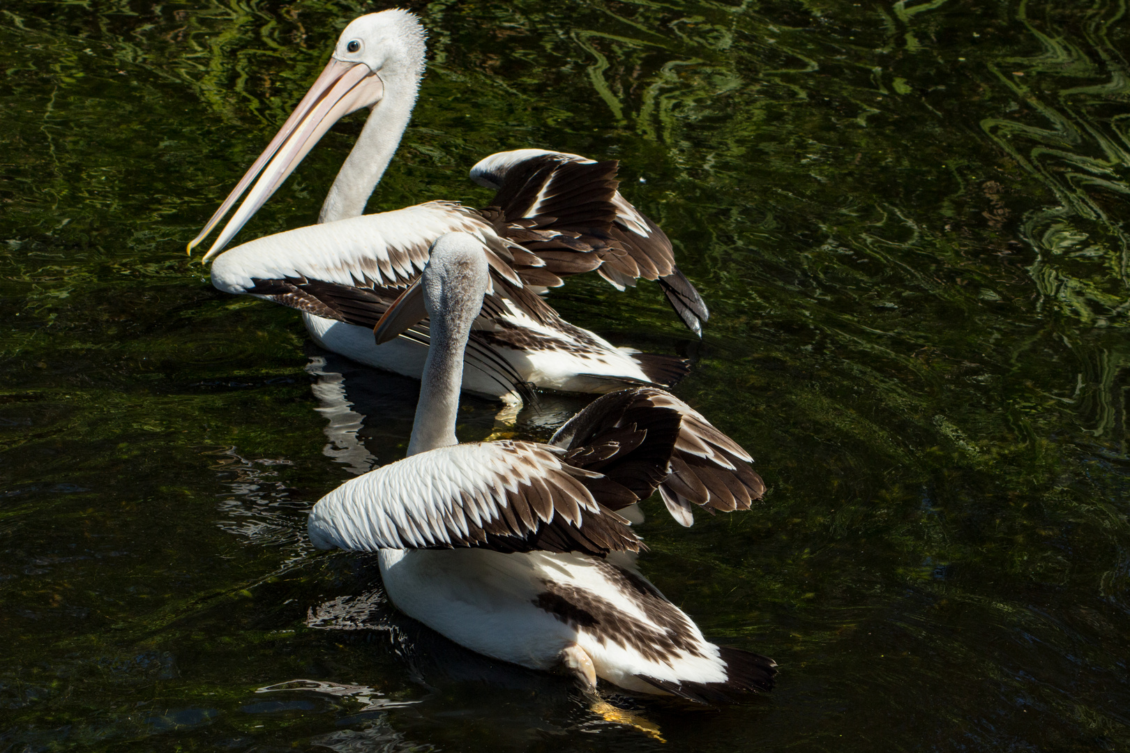 Pelecanus conspicillatus