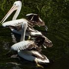 Pelecanus conspicillatus