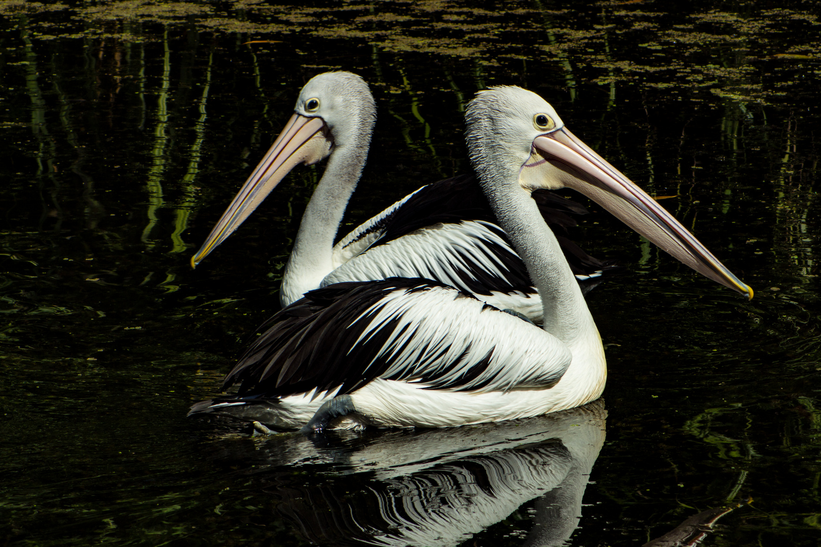 Pelecanus conspicillatus