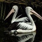 Pelecanus conspicillatus