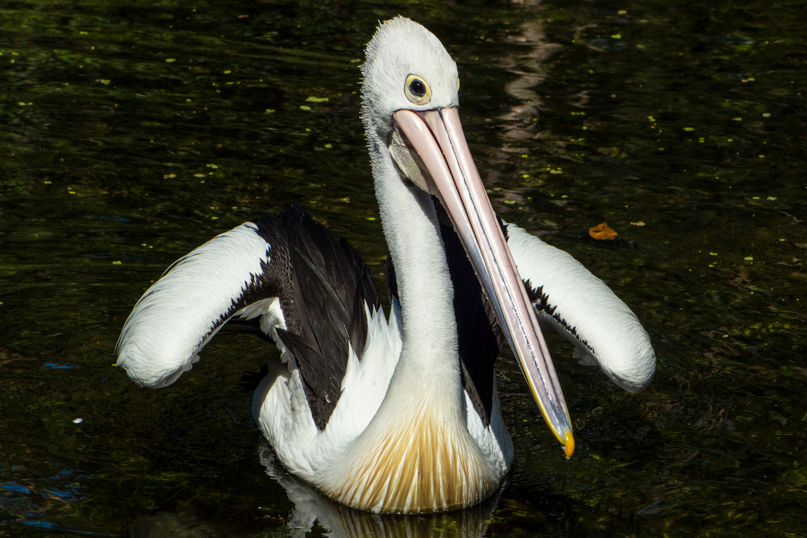 Pelecanus conspicillatus