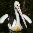 Pelecanus conspicillatus