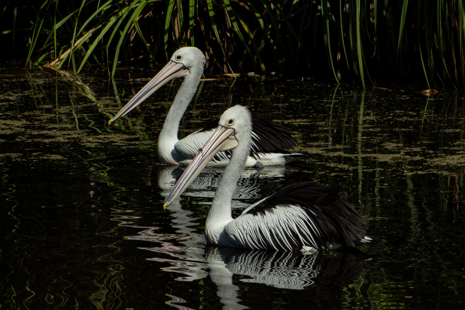 Pelecanus conspicillatus