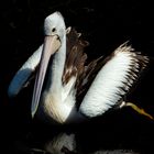 Pelecanus conspicillatus