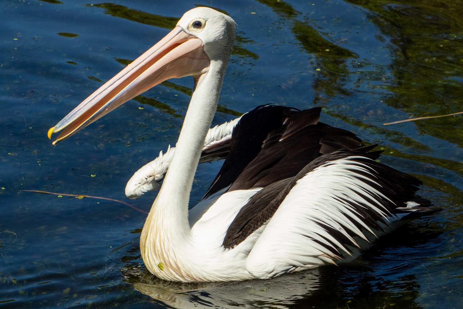 Pelecanus conspicillatus