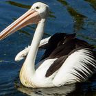 Pelecanus conspicillatus