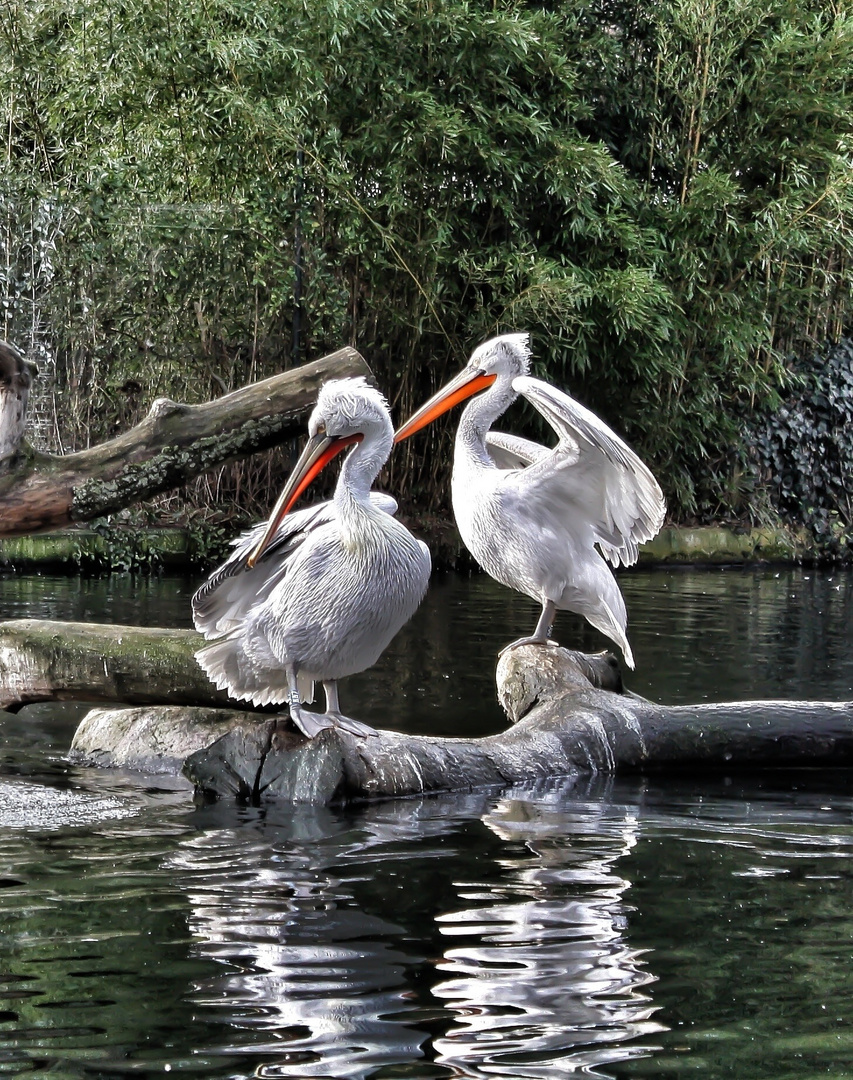 Pelecanus crispus