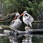 Pelecanus crispus