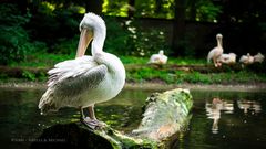 Pelecanus crispus