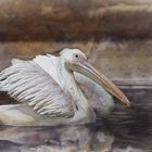 "Pelecanus crispus" Photography by Johnny Brambach