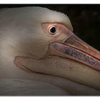 Pelecanus