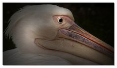 Pelecanus