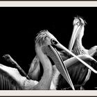 Pelecanus