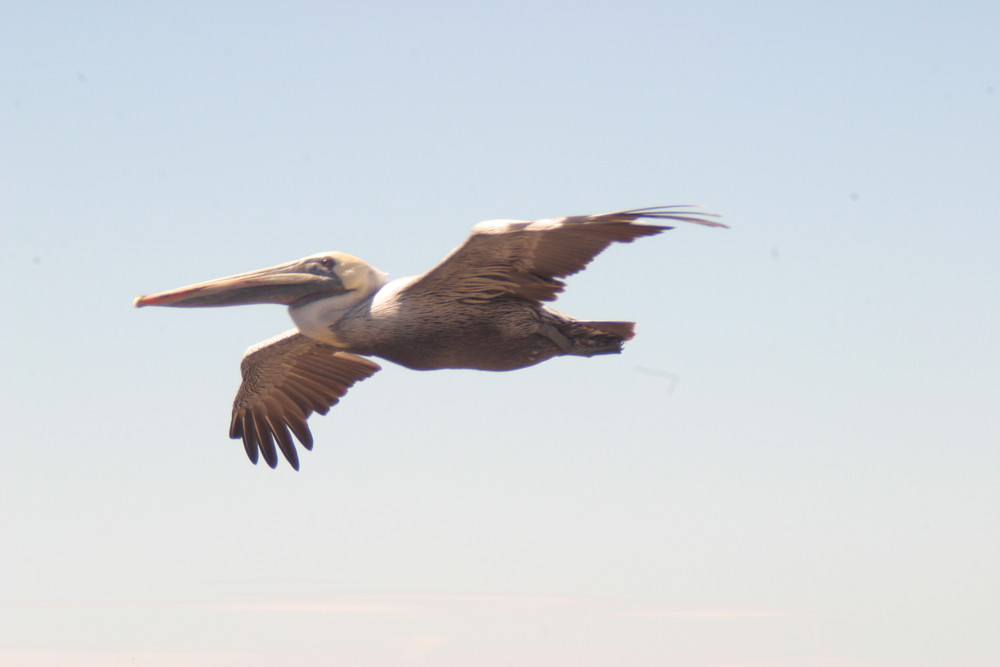 Pelecanus Occidentalis