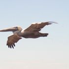 Pelecanus Occidentalis